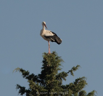 Cigogne blanche llup2024