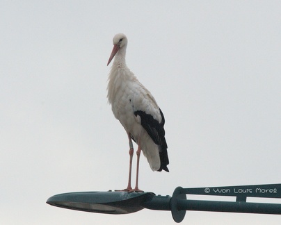 Cigogne blanche Thuir 2024